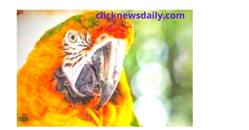 This Adorable Video of Cockatiel Playing Peekaboo With Bird Babies Will Fill Your Heart With Joy | Watch