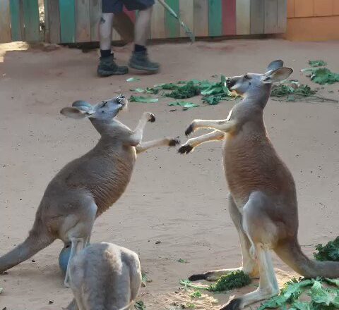 “Marsupial Martial Arts”: Video Of Kangaroos’ Hand-To-Hand Combat Wins Internet