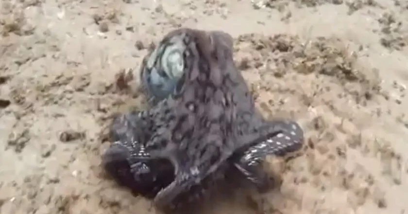 Octopus Changes Colour While Swimming, Internet Says “Real Mystique”