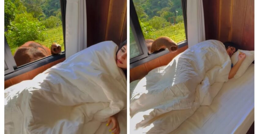 Viral video: This hotel in Thailand has the most adorable wake-up call